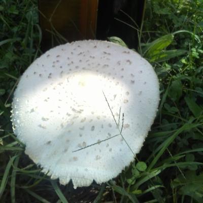 Community member profile picture 1