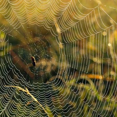 Community member profile picture 4